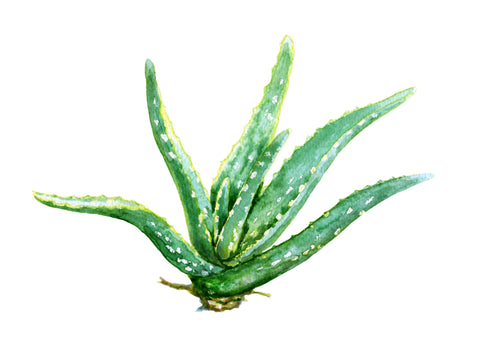 Why Aloe and Witch Hazel is Good for your Face?