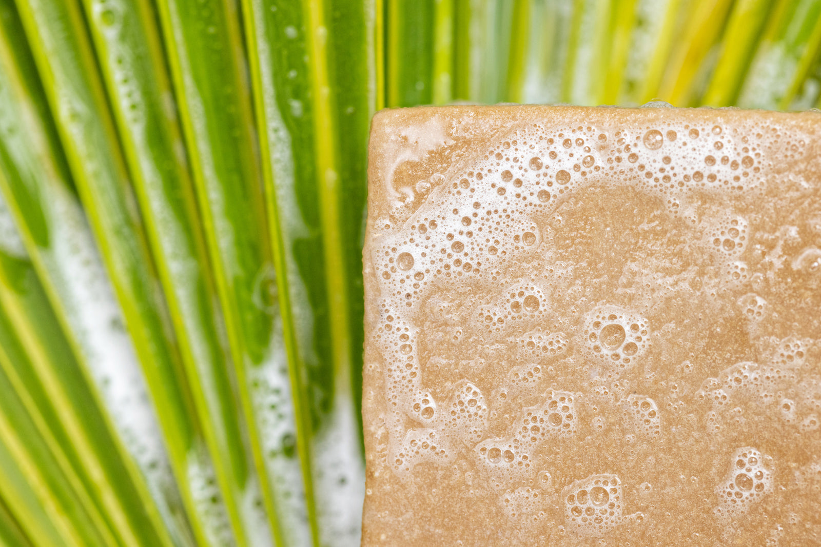 Sea Moss Bar | Sea Moss Facial Bar | Pure Tropix